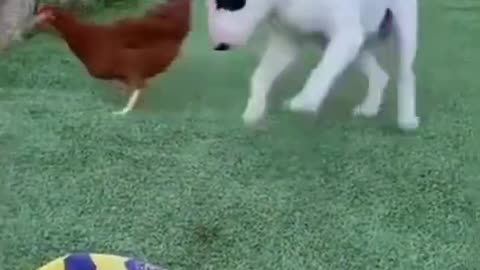 Dog vs chiken