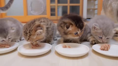 A cute tragedy happened to a kitten who tried to steal his daddy cat's food.