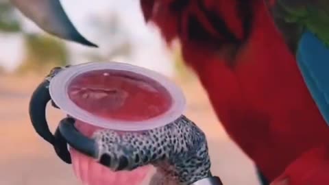 how cutely macaw parrot lid the jelly.