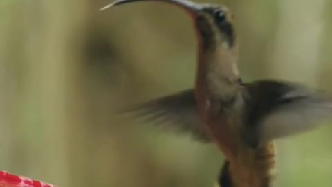 Thirsty Hummingbird -Watch its tongue!!