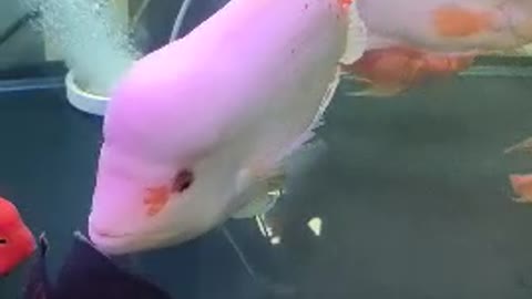 Small white fish in fish tank