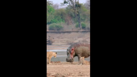 Young Lions are no match for Hippo!