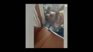 Funniest Animals Video - Funny Dogs And Cats - Try Not To Laugh Animals