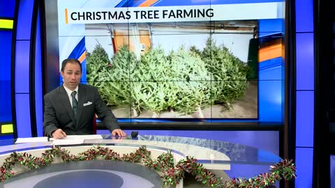 Christmas tree farming