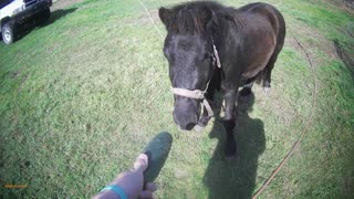 DO HORSES LIKE CUCUMBERS