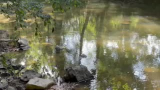 Beautiful stream in Fayetteville Tennessee