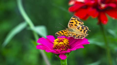 !! bUtterFlYY !!mY aNiMaL mY fRiEnDs !! bUtterfly & fLoWeRs !!