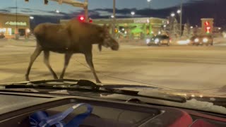 Moose Family Politely Uses The Crosswalk