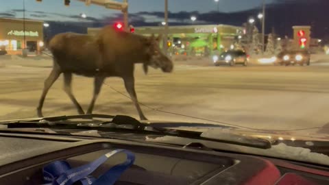 Moose Family Politely Uses The Crosswalk