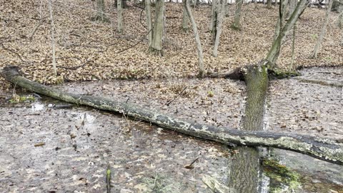 Log walking