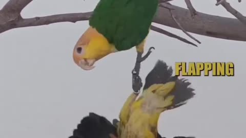 MUST WATCH: The Most Hilarious Parrot 🦜😂😂