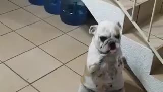 dog dances to grandma's singing - puppy dance while grandma singing - funny dog moment
