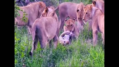 A leopard are fighting with lions