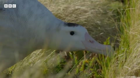 The albatrosses in a same-sex partnership _ Frozen Planet II - BBC