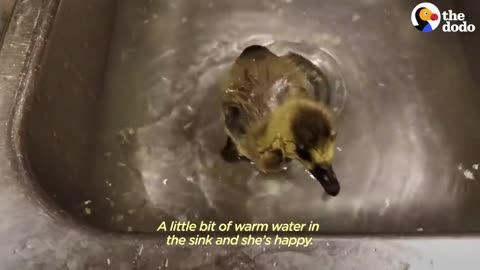 Guy Teaches His Rescued Gosling How To Fly | The Dodo Soulmates