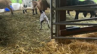 Daisy The Dog Annoys The Sheep