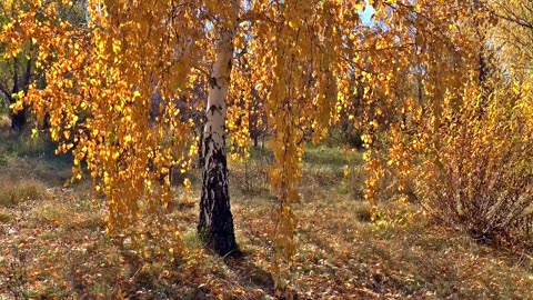 Autumn season for the trees