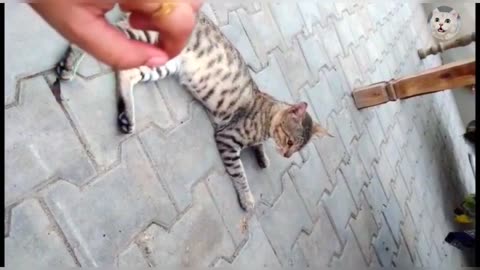 Cute Cat Video | Funny Cat Moment | Love Kitten Video | lovely cat Video