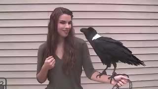 Shorts - Birds