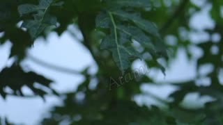 Beautifull Rain Scenery With Relaxing Neture Sound || Rain Video Clips | nature sounds | nature