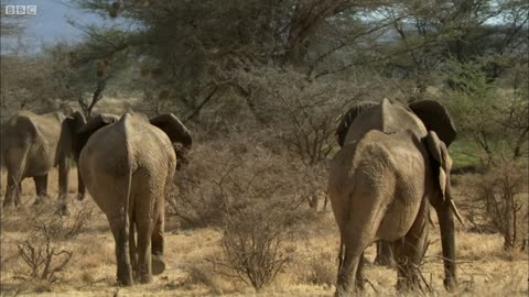 Two Elephant Families Unite | This Wild Life | BBC Earth