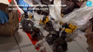 France - à Roissy, les douaniers font la chasse à la viande de brousse •