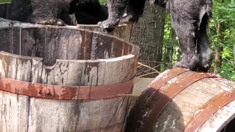 Mama Bear and Cub Tussle in A Tub