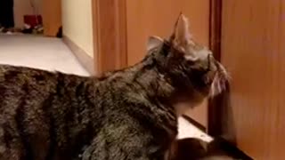 My Cat try to open the door