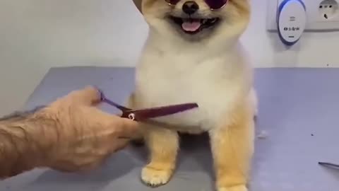 Little dog hair cutting