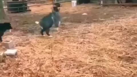 funny animal videos. Hilarious Animal Antics That Will Make Your Day