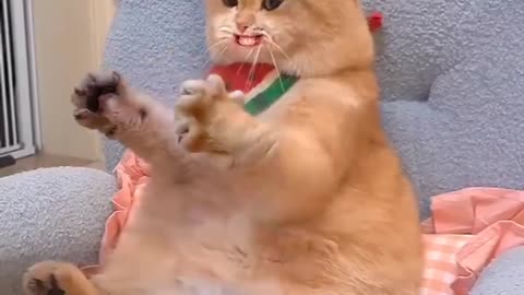 Funny cats 🤣 wait for the end