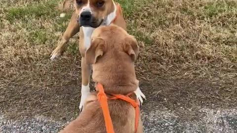 #55 male boxer mix #2 female tan lab mix