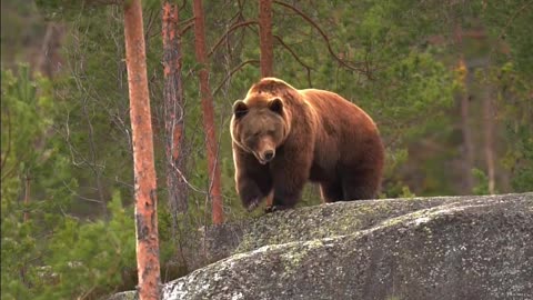 Top of the world, bear looking out over his kingdom 🐻