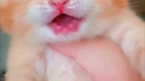 Cute Cats Meow Sound