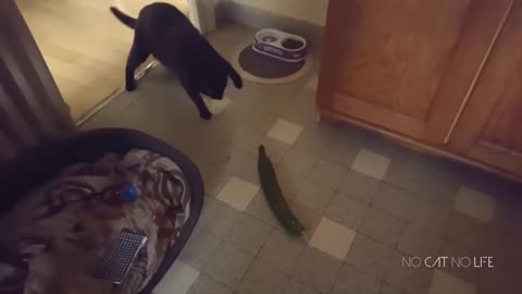 Compilation of Cucumber-Scared Cats