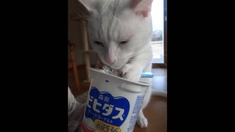 Clever cat uses spoon to eat yogurt