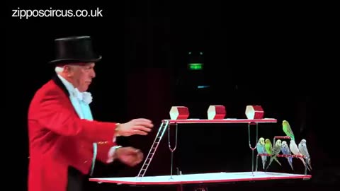 Norman Barrett MBE and his amazing budgies: Zippos Circus