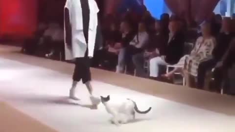 The real catwalk