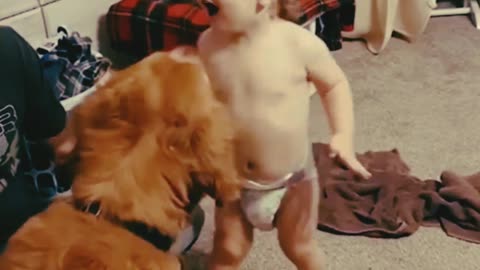 Dog vs children funny video