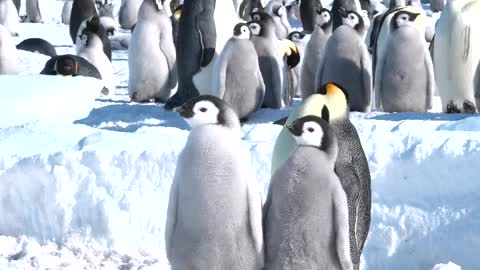 Emperor Penguin Colony, Cape Washington, Antarctica 8th November 2019