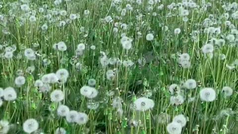 Okay, a big piece of dandelion