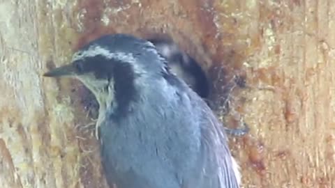 baby nuthatch gets fed.mp4