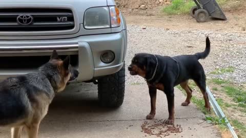 Aggressive one year old rottweiler challenges alpha German Shepherd