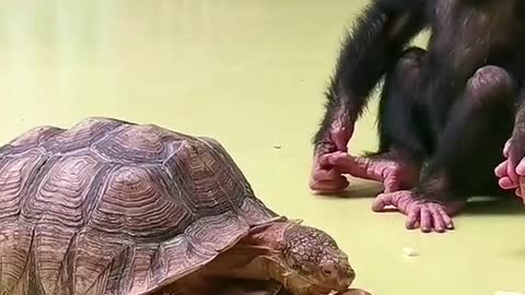 A monkey and A turtle playing together