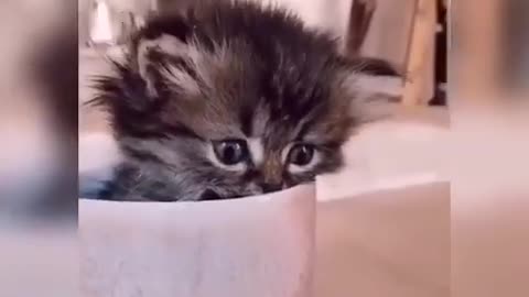 Baby Cats - Cute and Funny Cat Videos Compilation