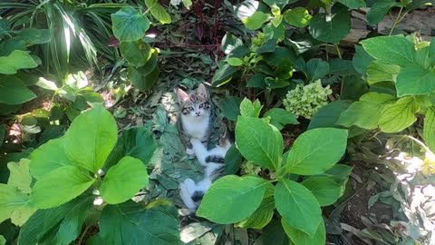 Cute kittens are wrestling among the plants in my garden