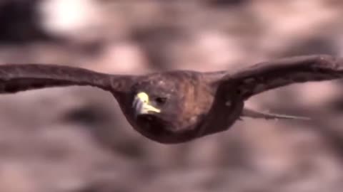 Captivating Shaheen Bird Footage