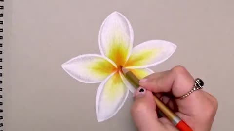 How to draw realistic flower with colored pencils - drawing Plumeria flower(Time Lapse)