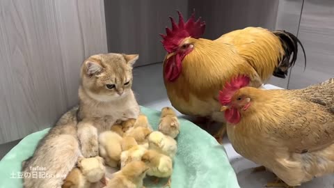 The rooster and the hen were stunned on the spot! The gentle kitten takes good care of the chicks🐥