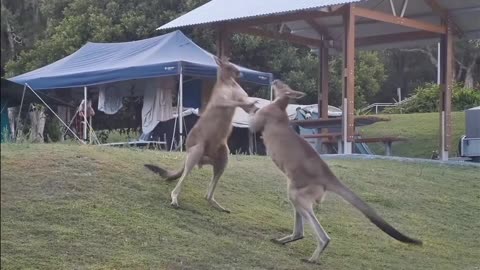 Kangaroo Fight Nearly Injures Sleeping Children
